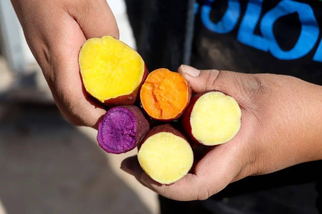 怀来美食之五彩红薯