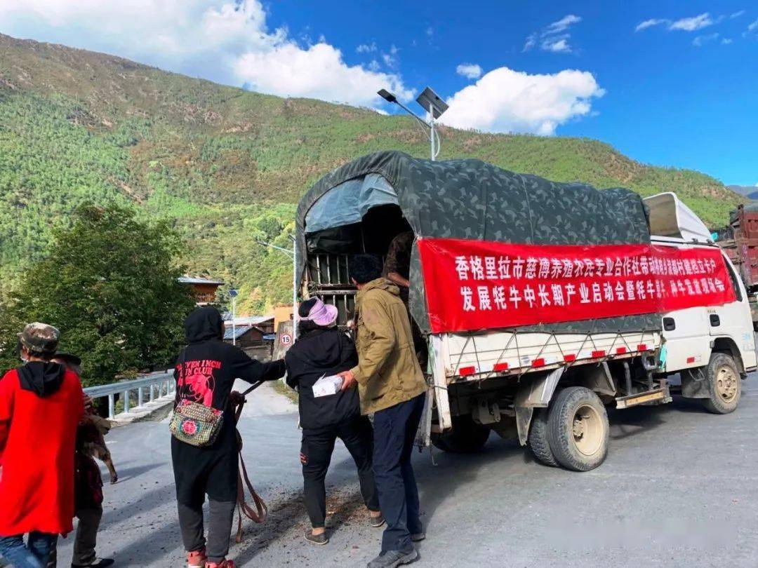 香格里拉市格咱乡浪都村:牦牛犊子"撞开"村民致富门