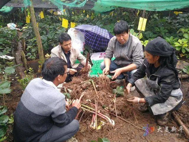 【中药材种植户 王普英:这几天(收购商)都来收