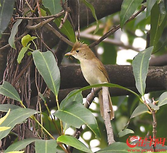 東莞首次發現厚嘴葦鶯_鳥類