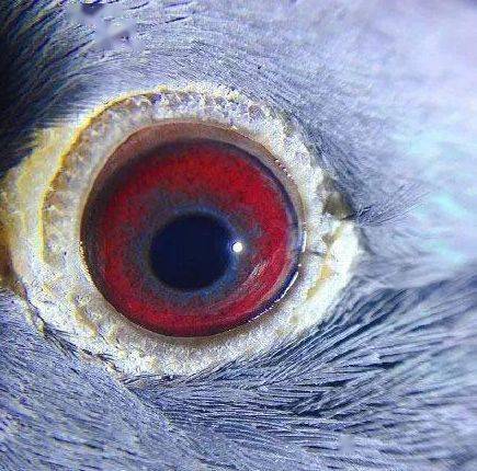 信鸽眼底栉膜图片李健图片