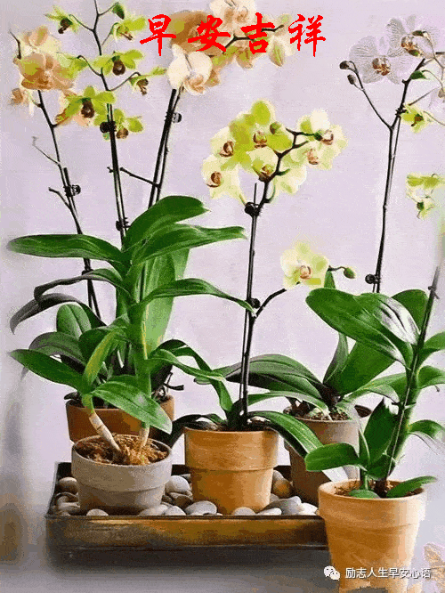 500_666竖版 竖屏gif 动态图 动图