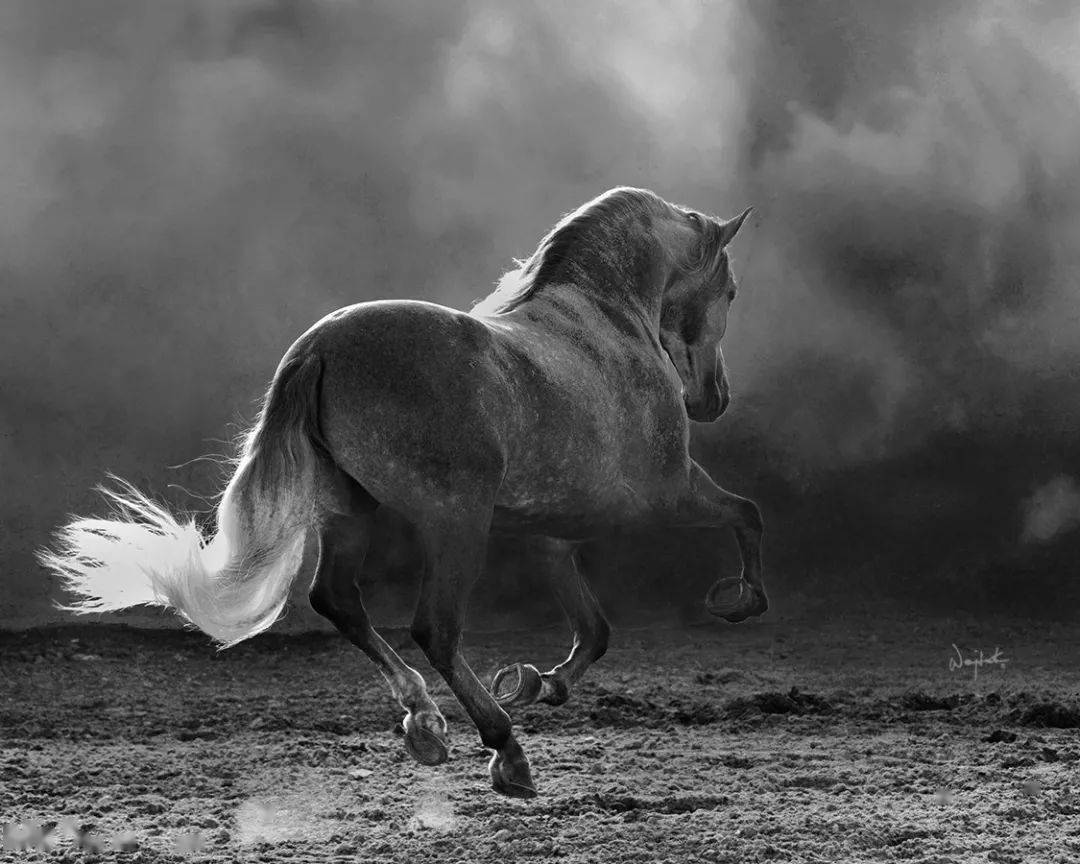 【摄影】波兰摄影师拍马