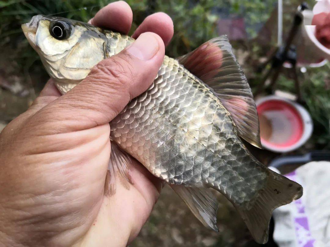 砂塘激战4小时,收获野生鲫10多斤!