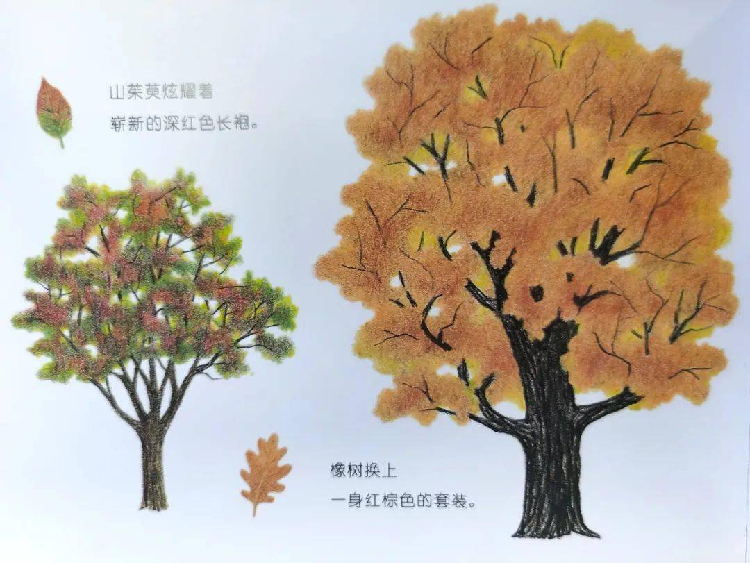 秋天的书美美的秋色都在绘本中