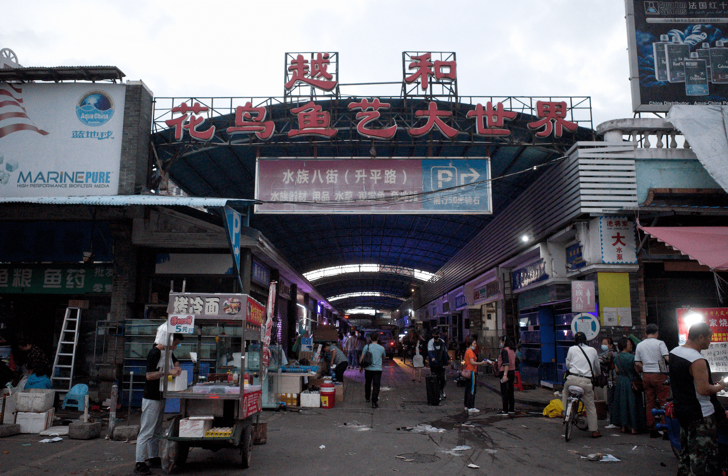 广州芳村花鸟鱼虫市场图片