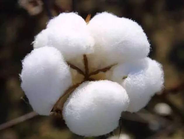 怎么判断棉花是细绒棉还是长棉绒