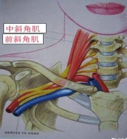 中斜角肌多数起自所有颈椎横突后结节,少数起自第2～7,3～7或3～7颈椎