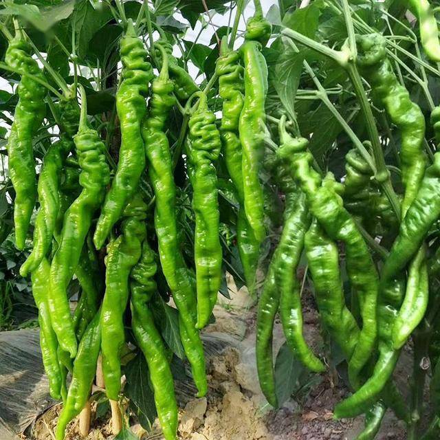 这个螺丝椒品种不一般,亩产超越同类品种,高达万斤以上!可越冬