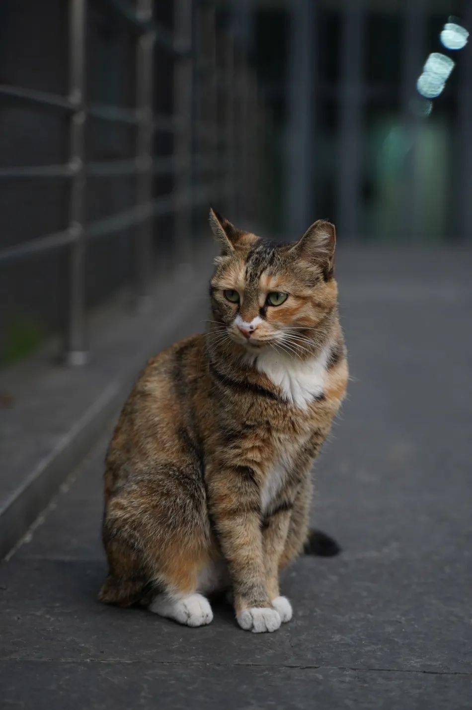 南大逸夫楼猫咪图片