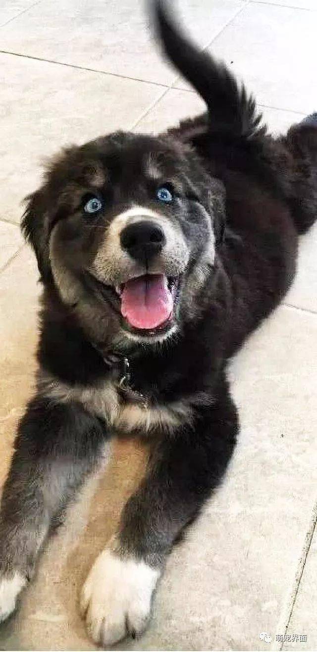 哈士奇和金毛混血生出1只哈士金丑到让人窒息