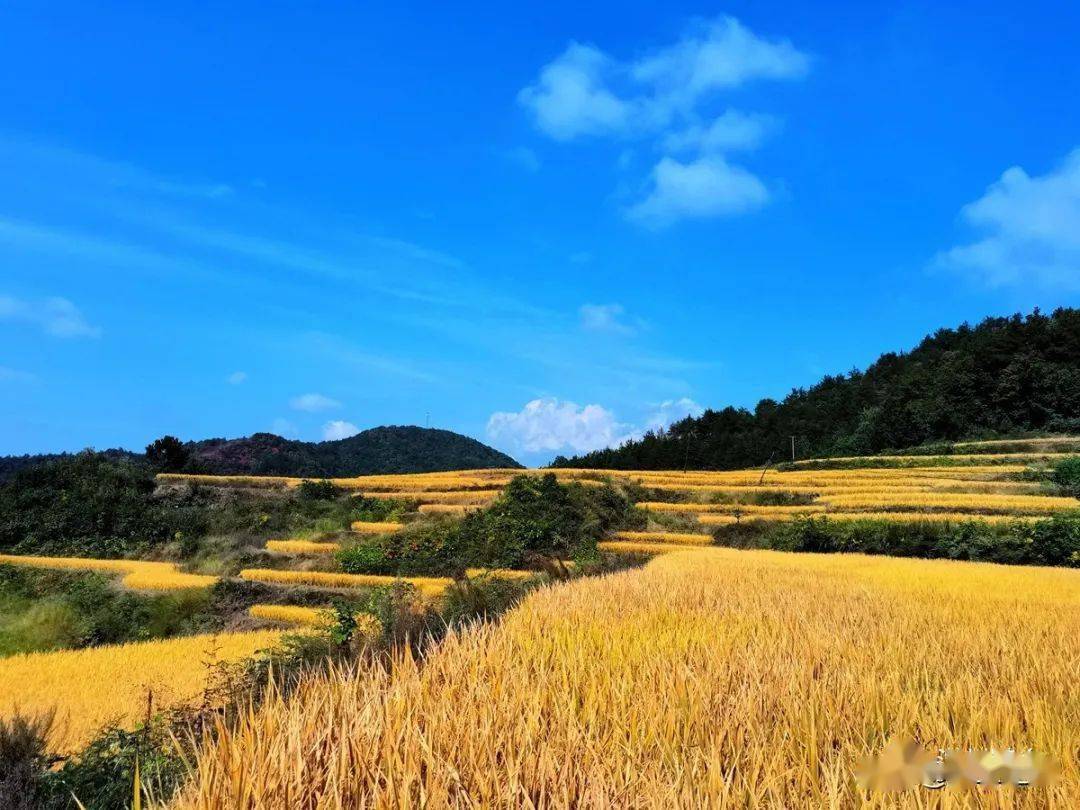 洋县这个村红叶遍山 层林尽染 如童话世界