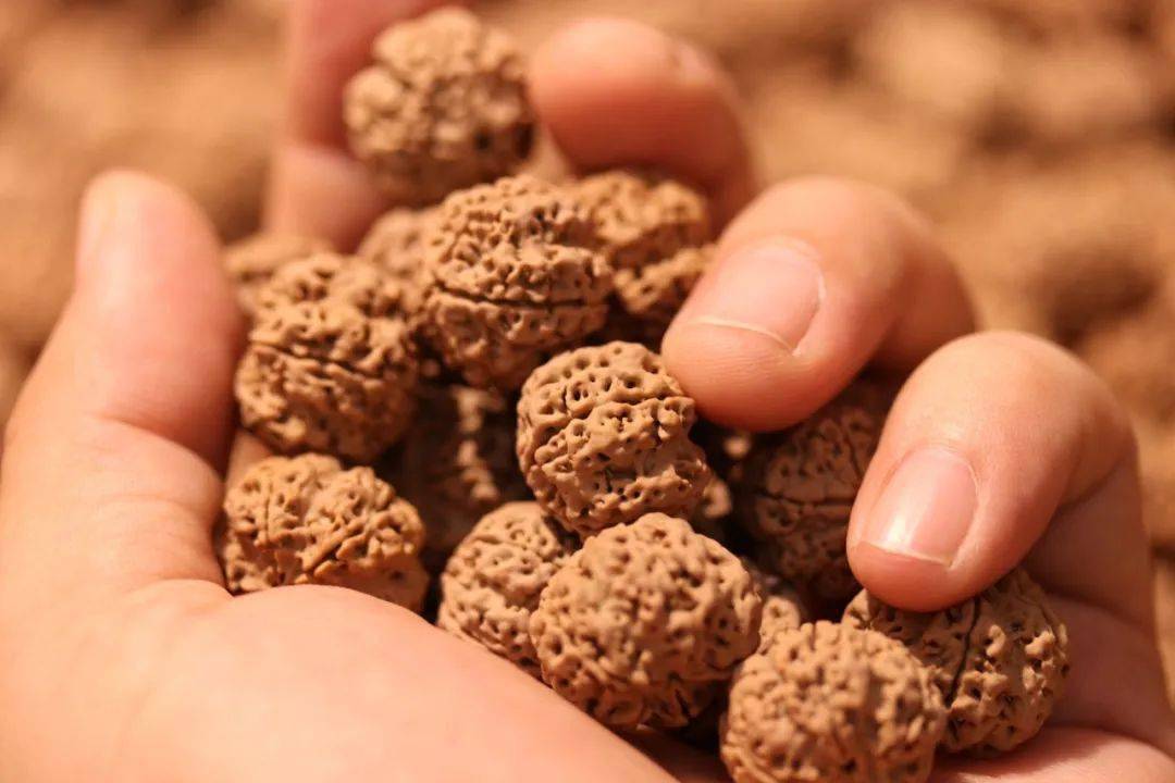 67今年大金刚打药价格暴跌详情请进