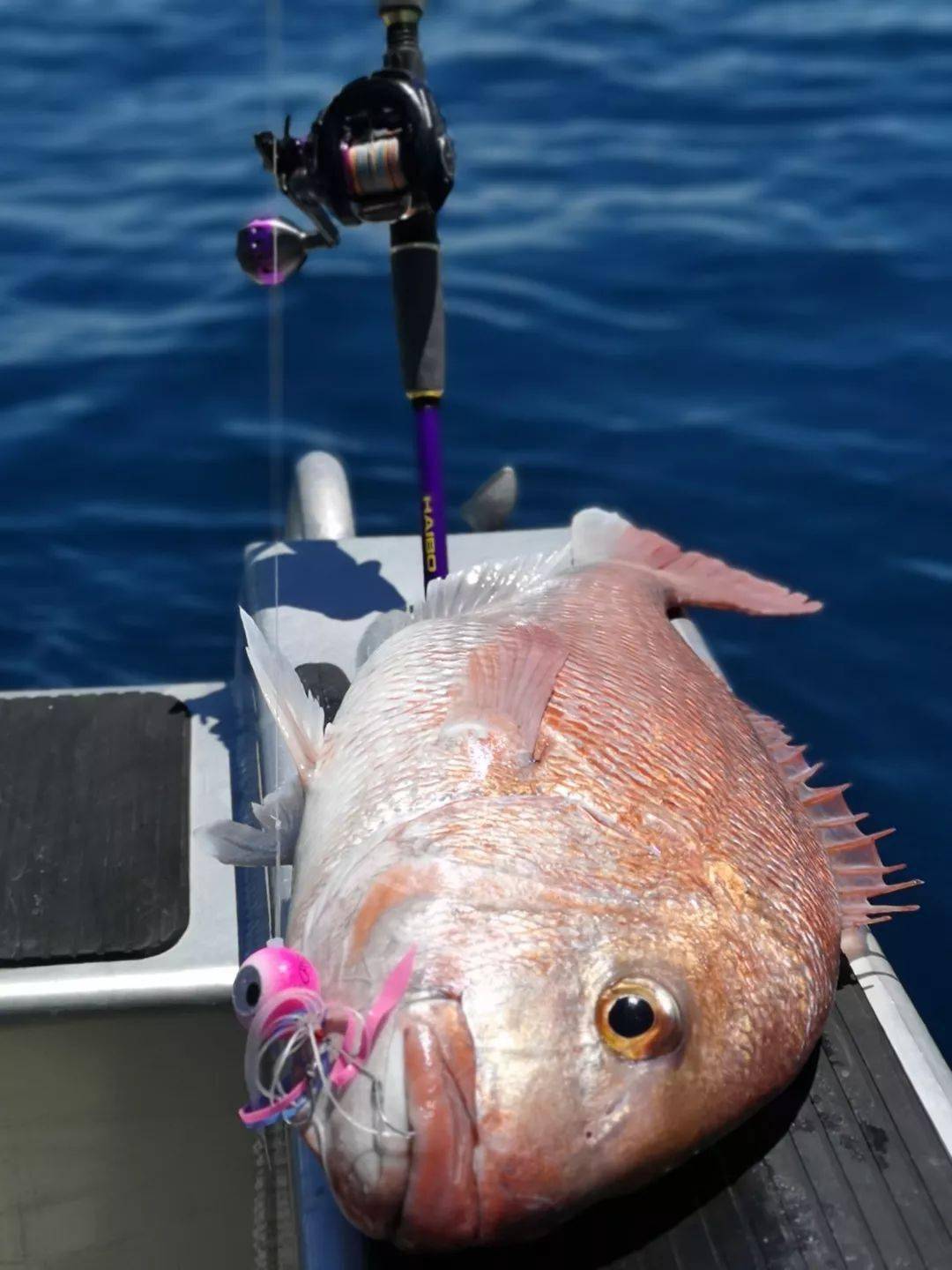 去了趟新西兰海钓放眼望去全是大鱼啊上