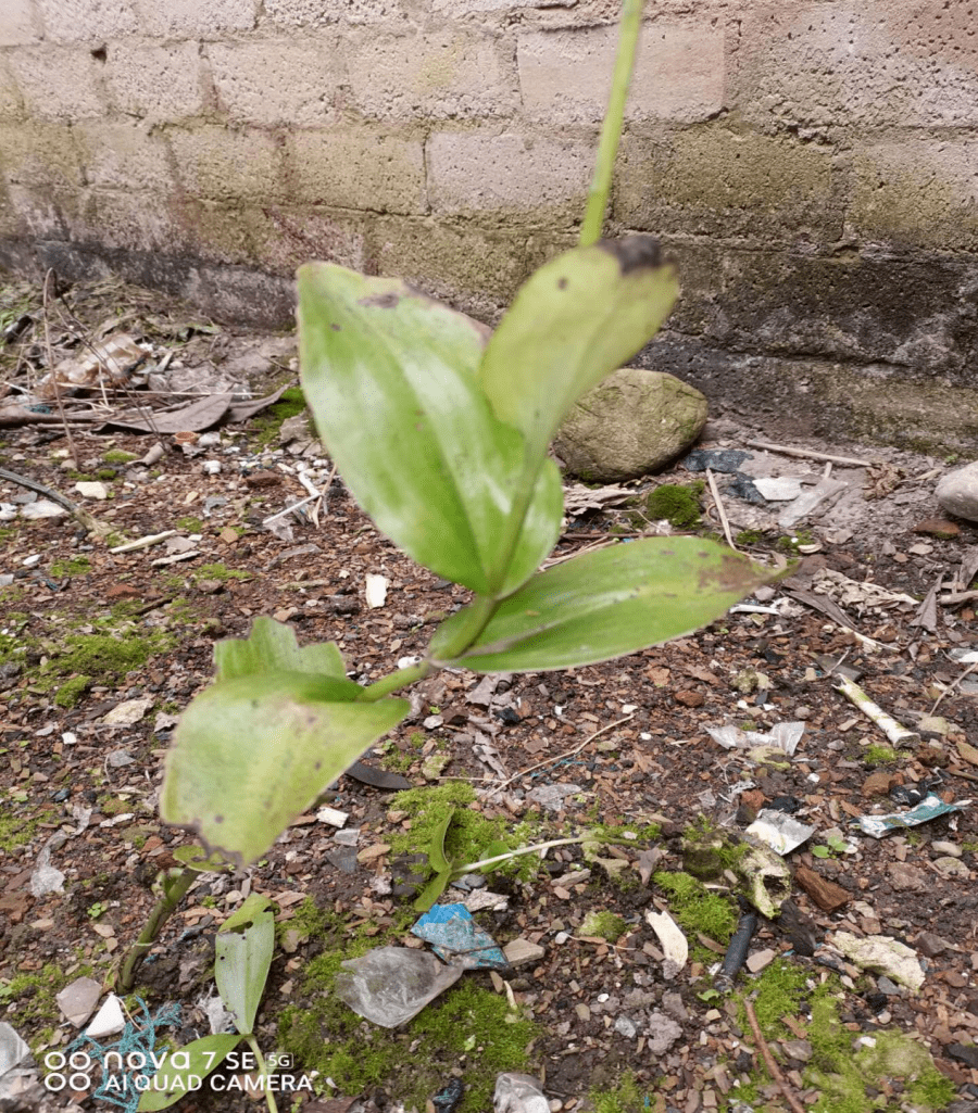 圖:譚詩亮老人種的醫用原植物——雙腎草圖:採集的雙腎草end來源:三都