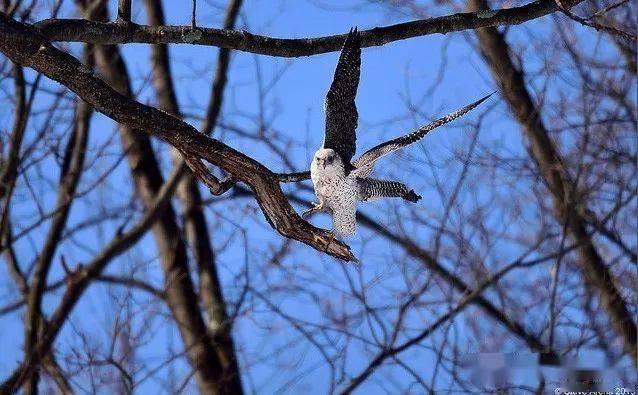 神俊最数海东青矛隼