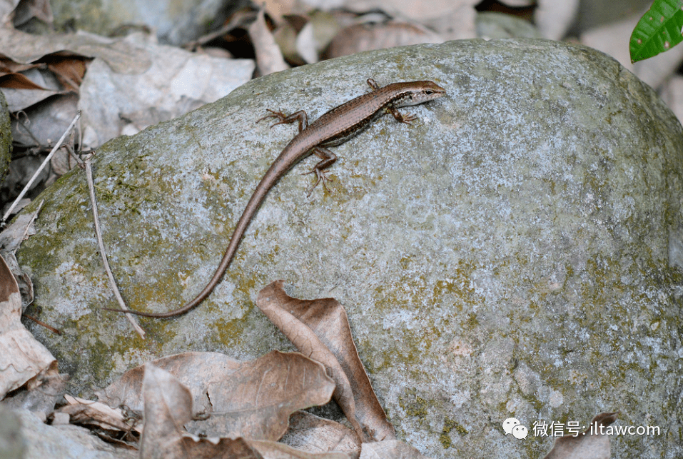 物种图册铜蜓蜥