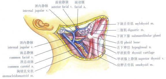 深部:下頜舌骨肌,舌骨舌肌和咽上縮肌等構成.