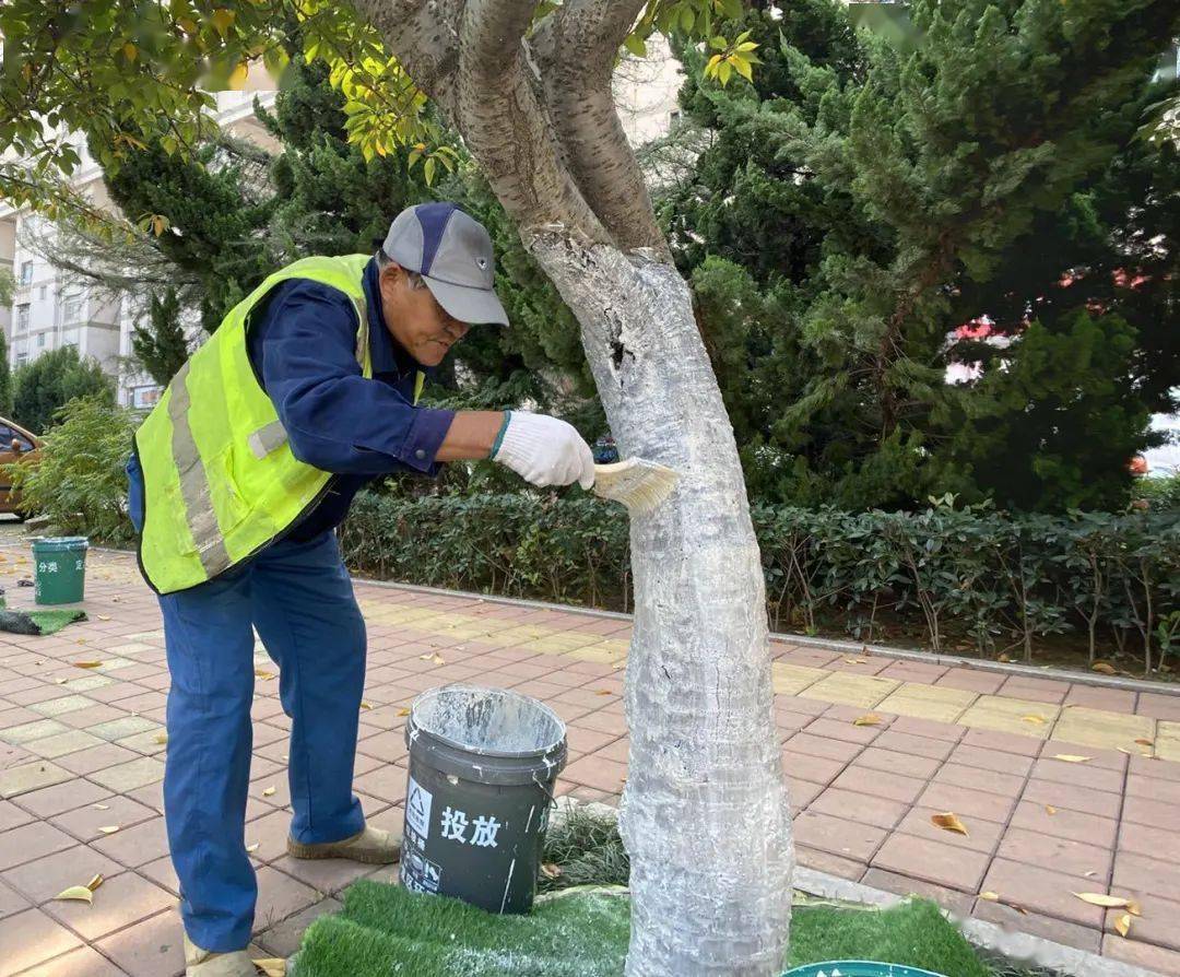 涂白模式开启城阳30万株树木穿上防护衣