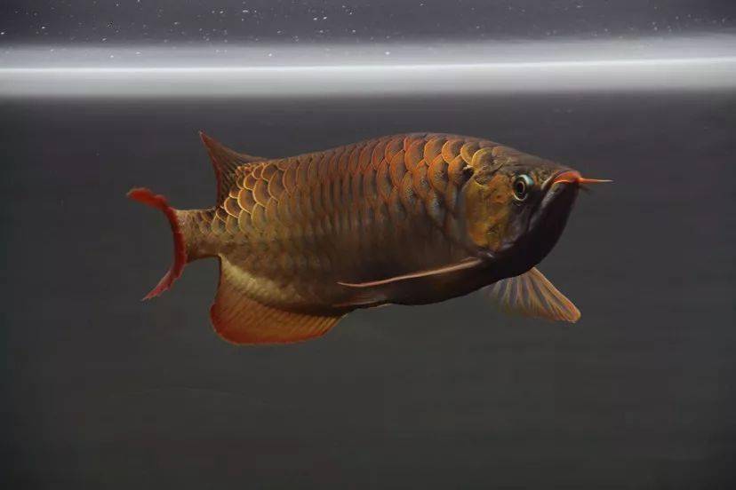 3,龙鱼的生长速度最快的阶段是35-50cm的阶段,快