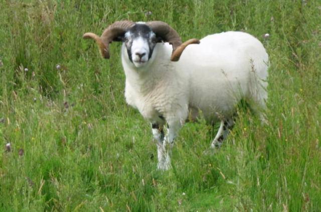 它们的角类似于牛和羚羊.角的内部是中空的,所以也叫洞角.