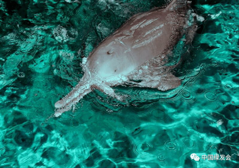 water dolphins)泛指一切常驻于淡水的鲸豚类,典型淡水豚包括恒河豚
