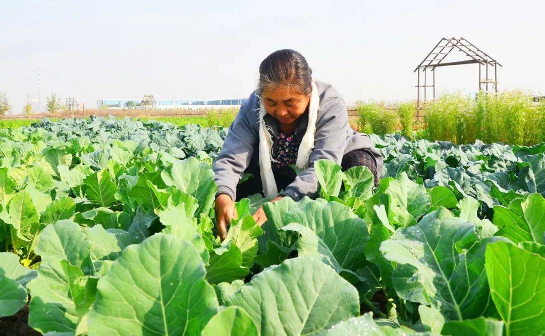 盐碱地里大丰收胜伟集团生态示范园区收割农作物现场见闻