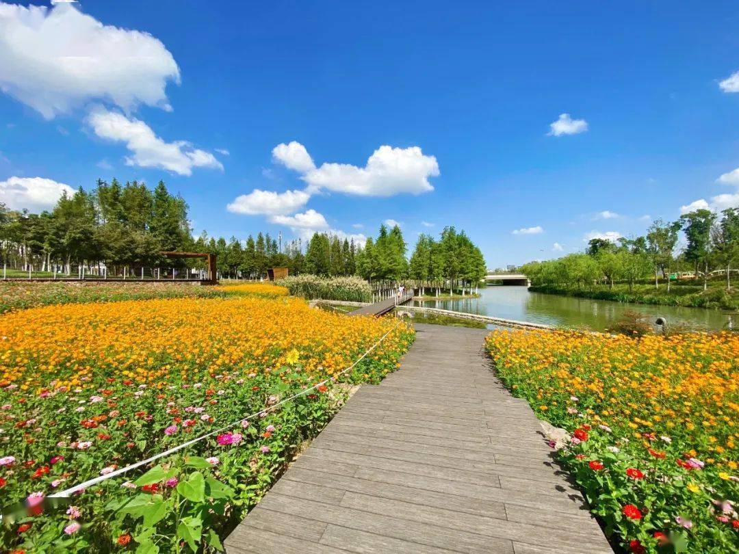 宁波人家门口的七彩花园12354㎡彩色花海盛放还不快去打卡游玩