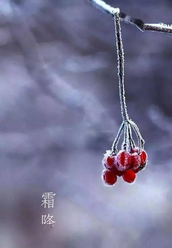 ⏩霜降：草木摇露为霜，天寒莫忘添衣-搜狐大视野-搜狐新闻