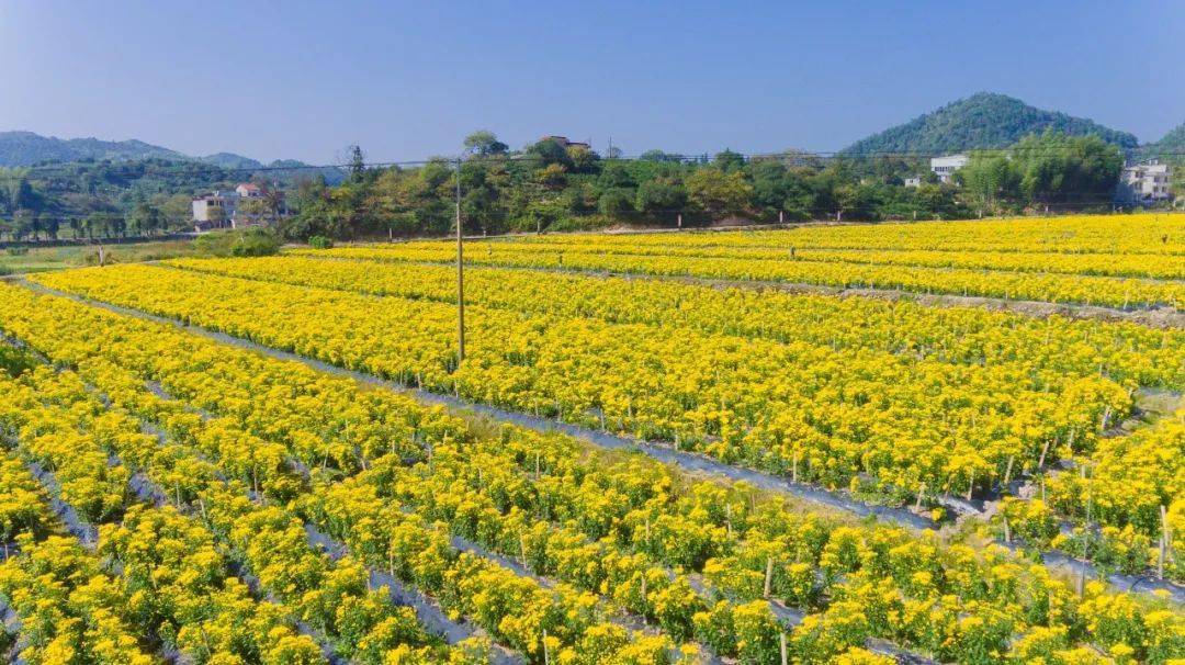 泰顺最大的金丝皇菊花海已经花开成海啦!快约起来,错过再等一年!