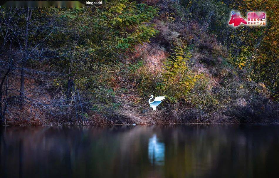 南庄水库白鹭舞蹁跹