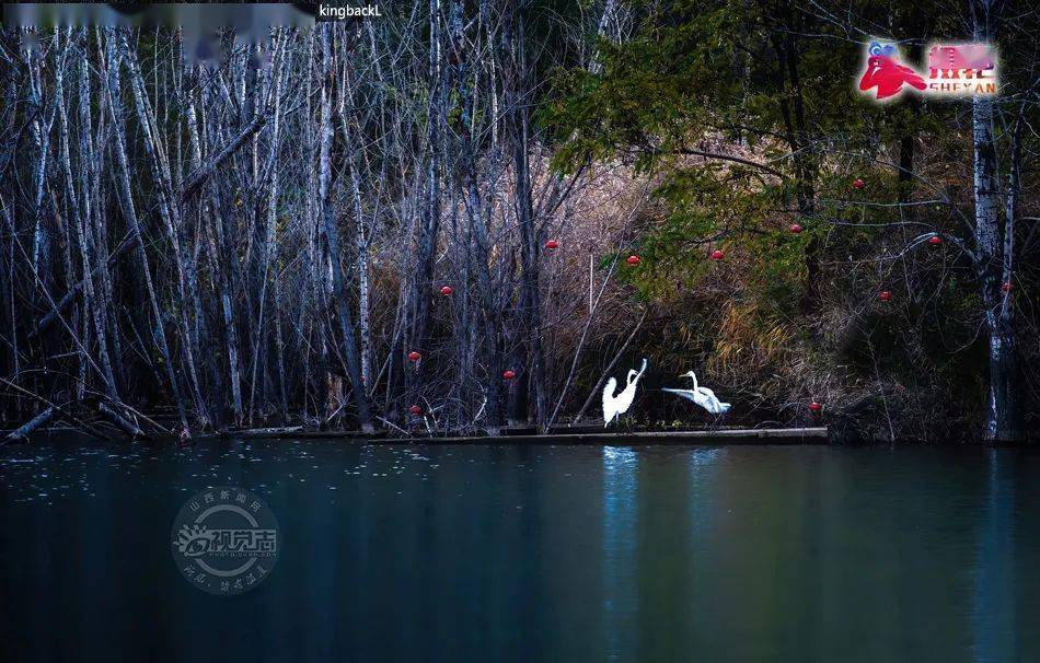 南庄水库白鹭舞蹁跹