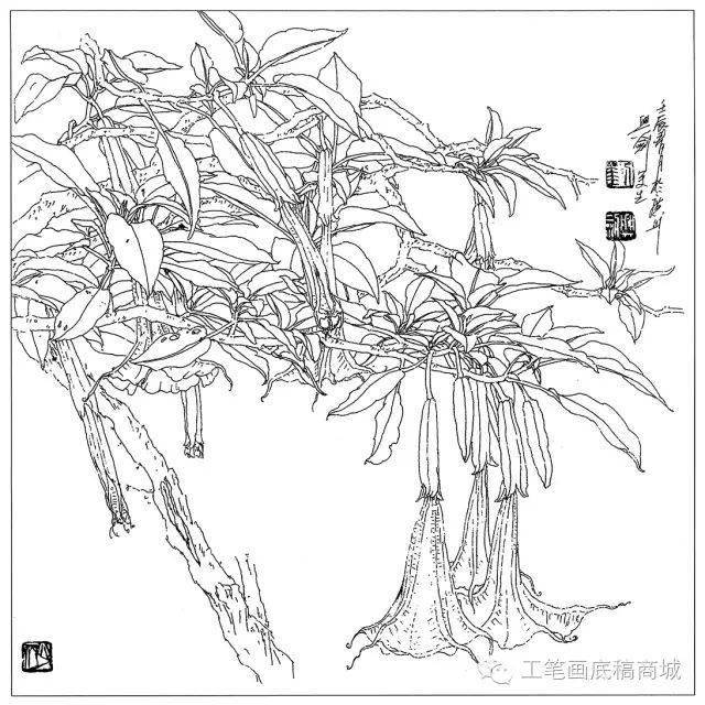 30种花卉白描作品欣赏