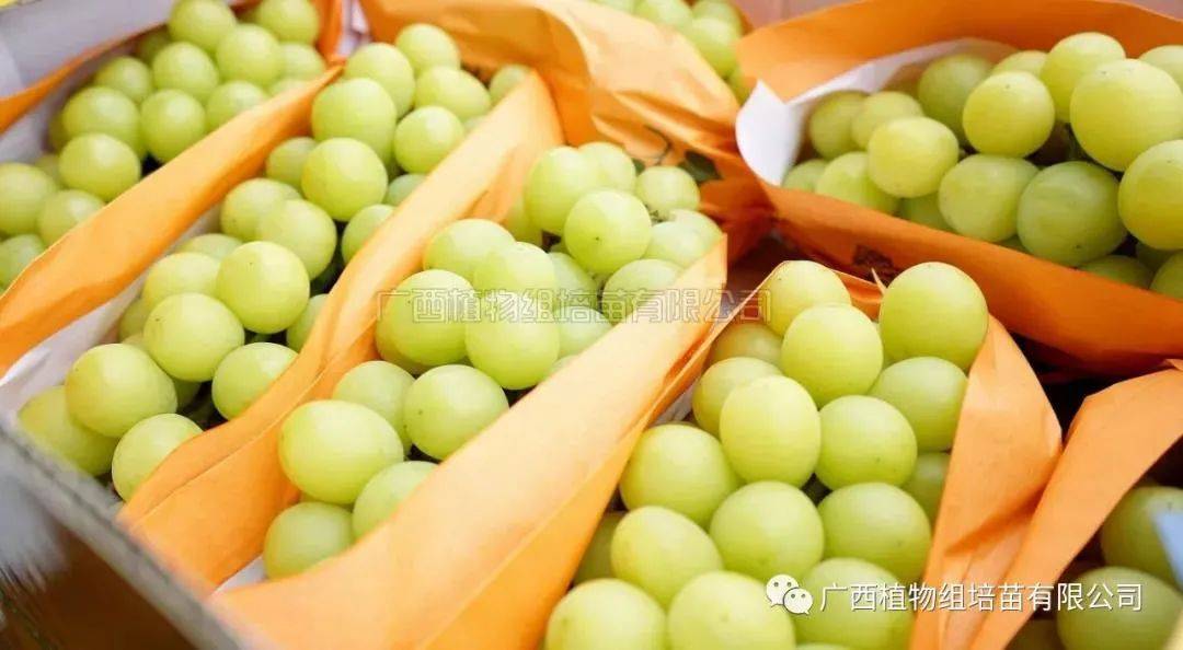 正宗阳光玫瑰葡萄苗价格