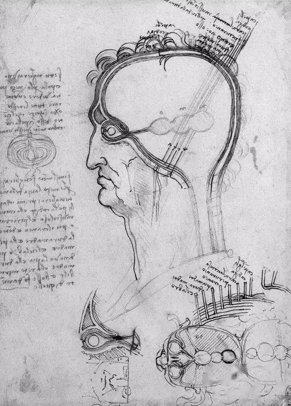 在1489年初,达·芬奇锯开了一颗头颅,基于解剖结果,一系列令人震撼的