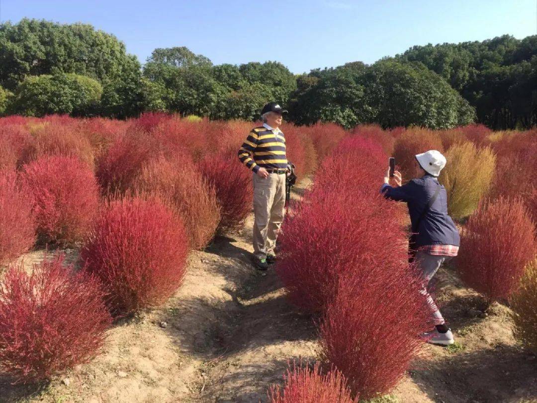 世纪公园近20000㎡的地肤"红"啦,打卡要抓紧噢~_种植