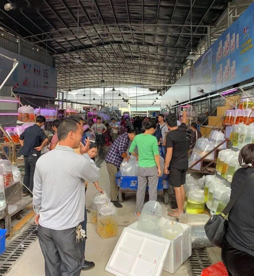批发商外,更有不少起早的市民前来选购观赏鱼,一包包充好氧气的金鱼袋