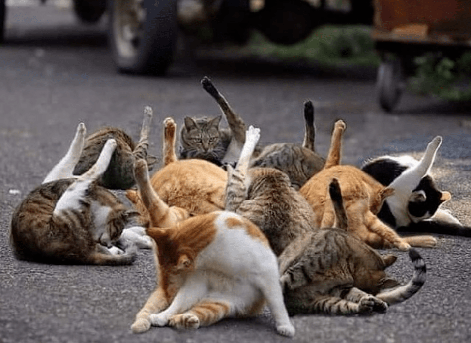 丑萌猫咪来袭新一届喵星人丑照比赛开始了
