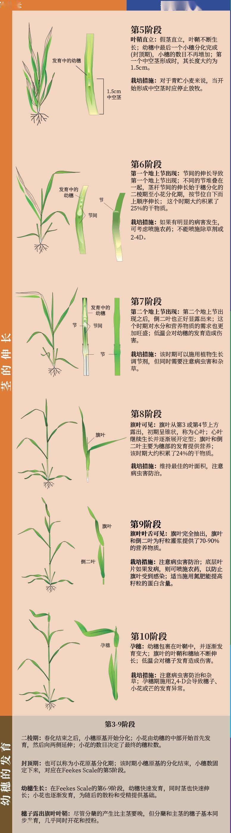 小麦的生长过程记录图片