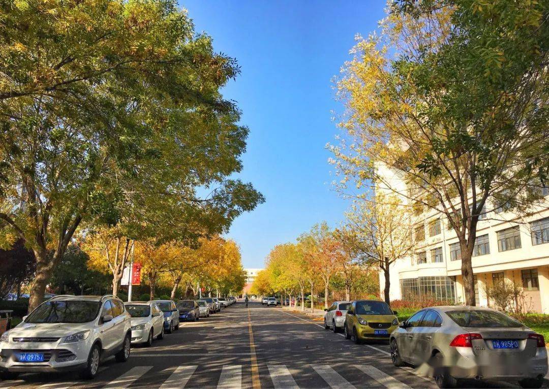 没有洋白蜡的秋天不算秋天