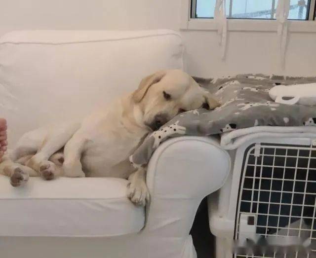 拉布拉多竟靠睡觉一夜成名让网友笑称自由式睡姿冠军