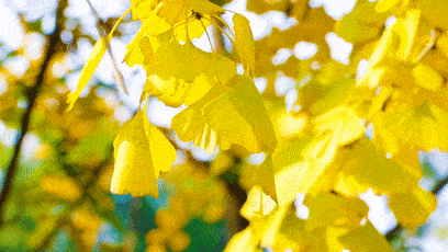 每日植物 | 银杏 Ginkgo biloba-搜狐大视野-搜狐新闻