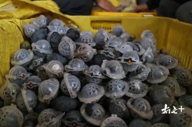 信宜钱排冒出个工艺榄生产村一棵黑榄树衍生数千摇钱树