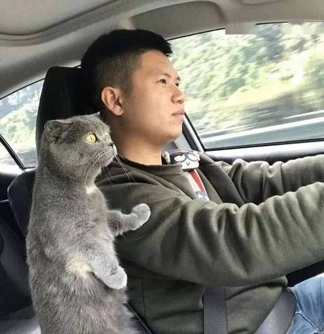 主人正在开车猫咪突然伸爪搭肩有谁注意到后座那只猫的表情
