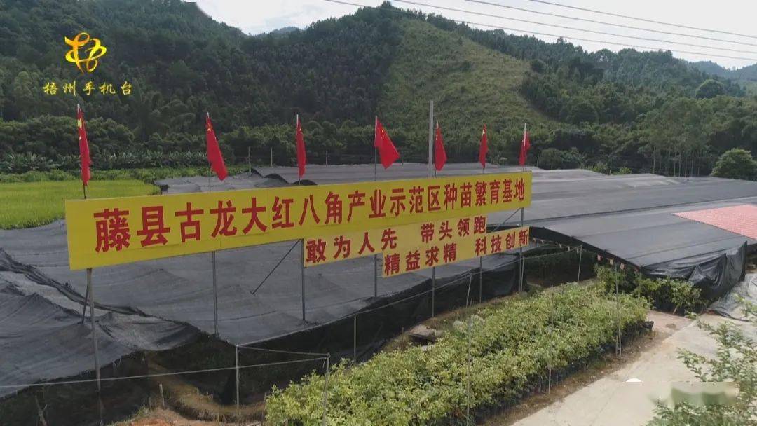 藤县古龙镇被誉为中国八角之乡.