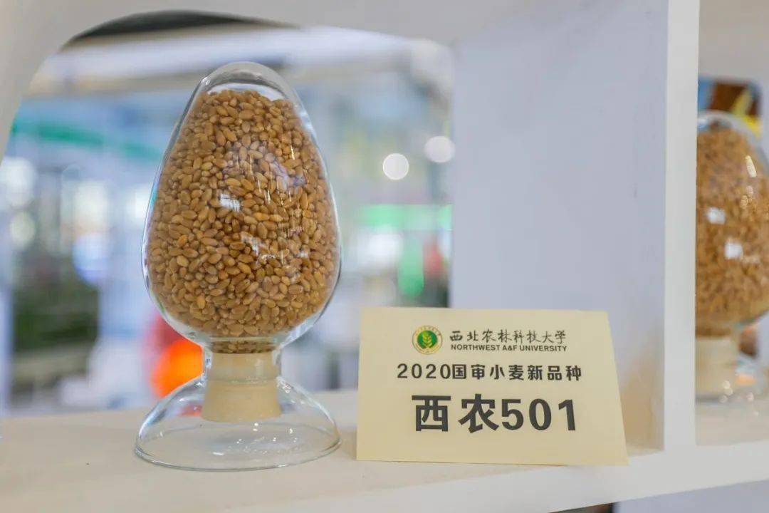 探秘农高会这些宝藏别错过