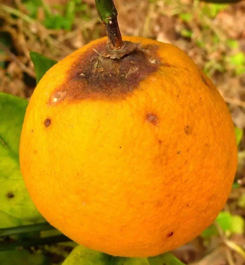 柑橘褐色蒂腐病图片