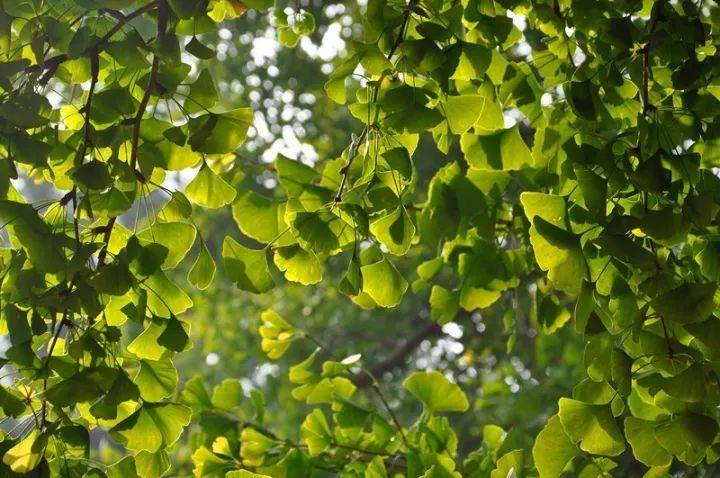 每日植物 | 银杏 Ginkgo biloba-搜狐大视野-搜狐新闻