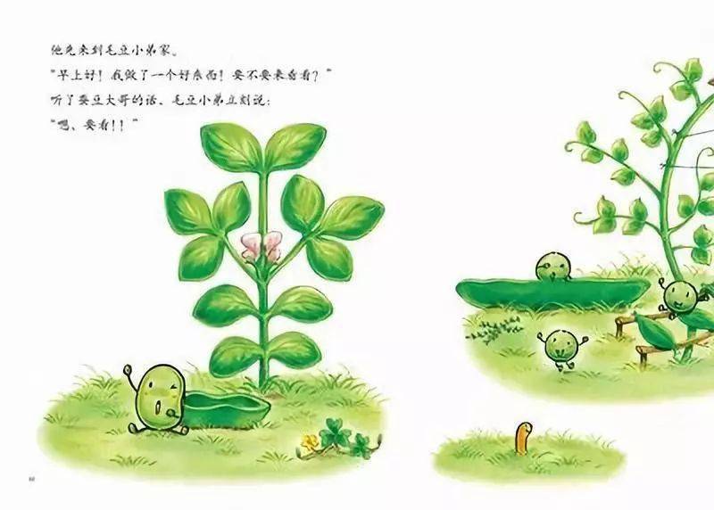 蚕豆生长过程卡通图片