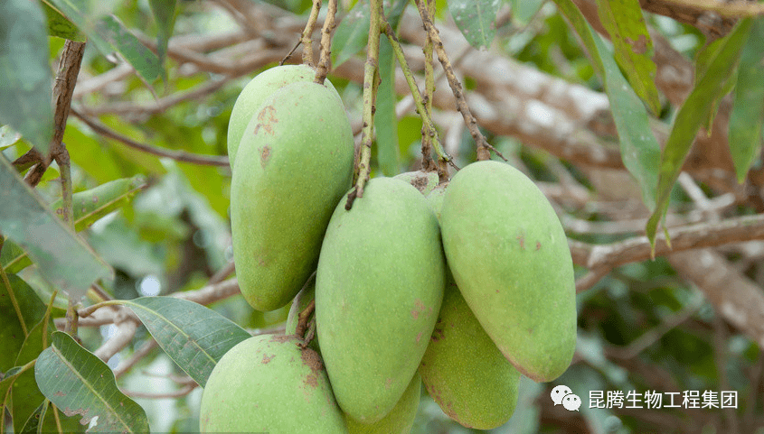 芒果补钙的重要性_果实